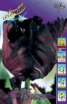 Tulipa Black Parrot